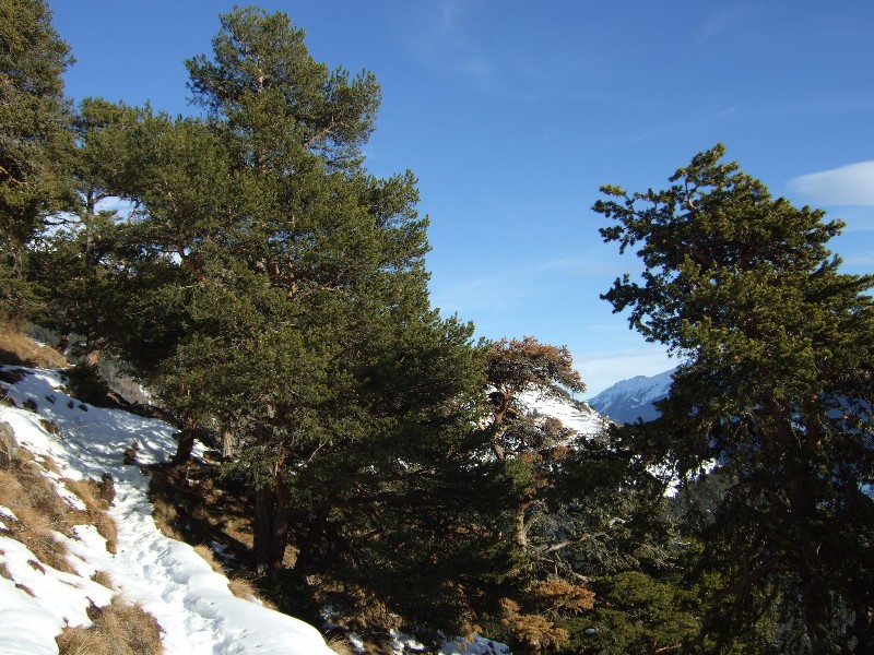 Pinus cfr. sylvestris